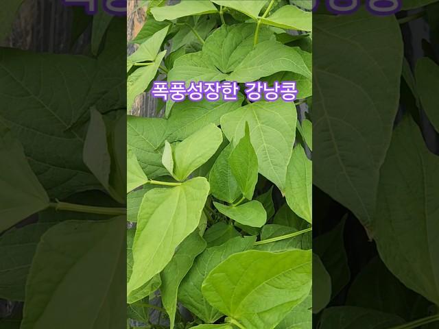 강낭콩 폭풍성장 중
