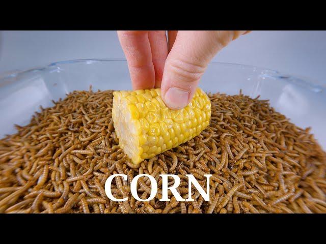 10 000 Mealworms vs CORN Time-lapse