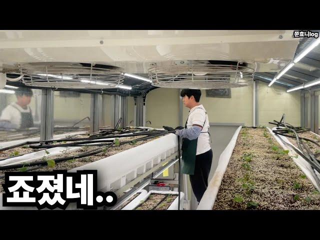양액호스 설치하다 정신 나갔습니다 #farming #와사비 #부업