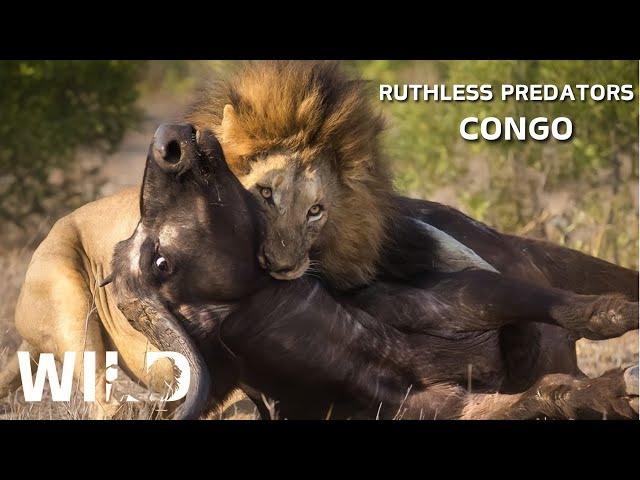 WILD CONGO | The Fight for Survival in the Virgin Forest | Wildlife Documentaries