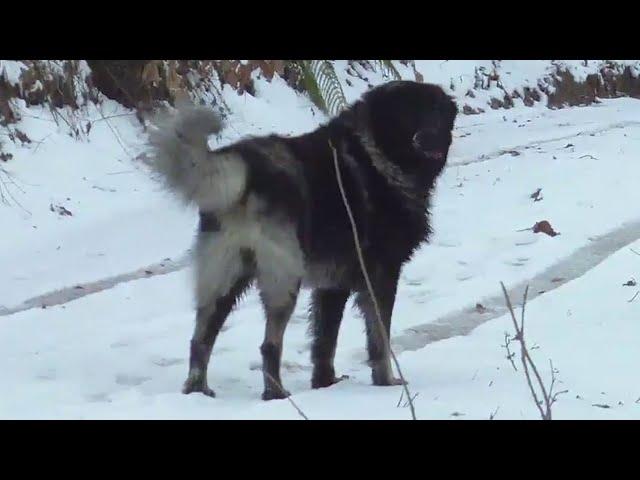 Winter in the Mountains with Our Pack of Livestock Guardian Dogs