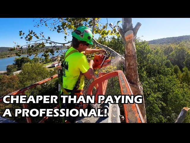 DIY Tree Removal - Is The Risk Worth the Reward?