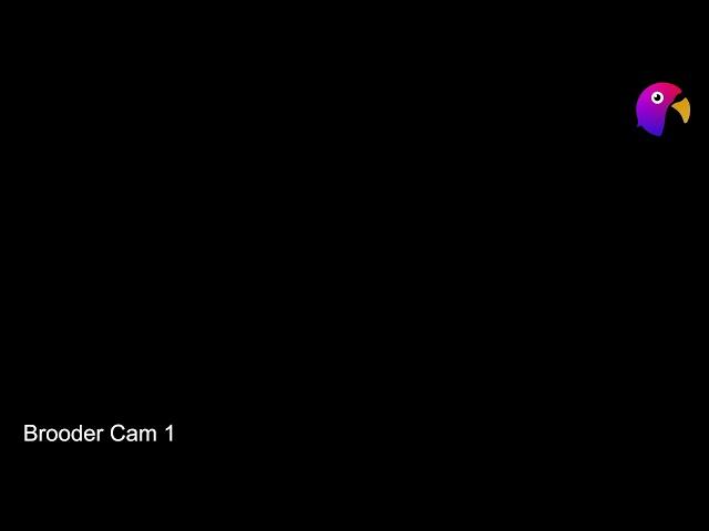 Brooder Cams - Clutch Hutch Aviary