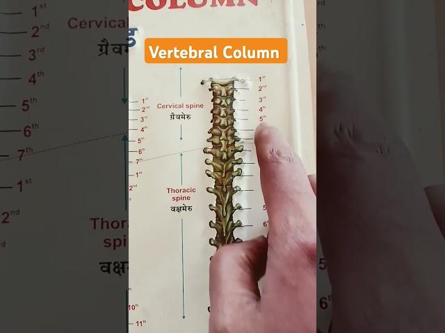 Vertebral Column Cervical Spine #anatomy #biology #humanhealth #education #homeopathypathshala #
