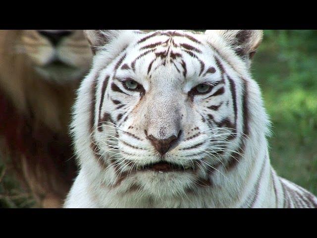 White Tigers - Cruelty NOT Conservation.