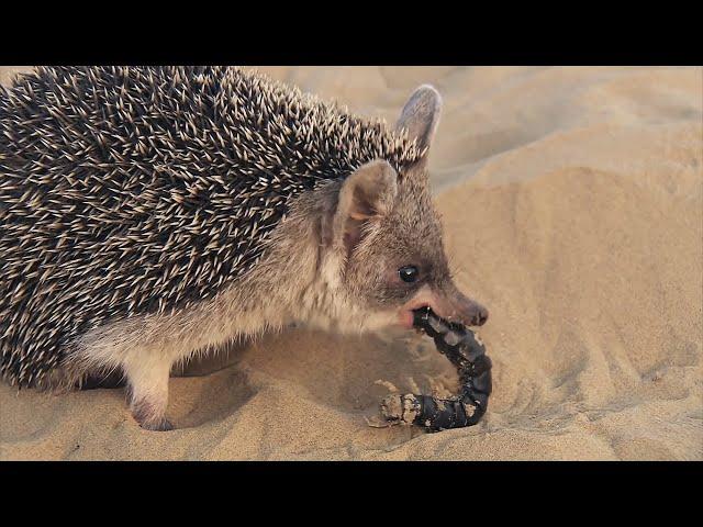 Ушастый ёж – ловкий пустынный хищник и гроза ядовитых змей!