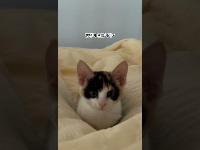 #빵댕이 #고양이 #냥펀치 #냥아치 #대답냥 #벼리 ️