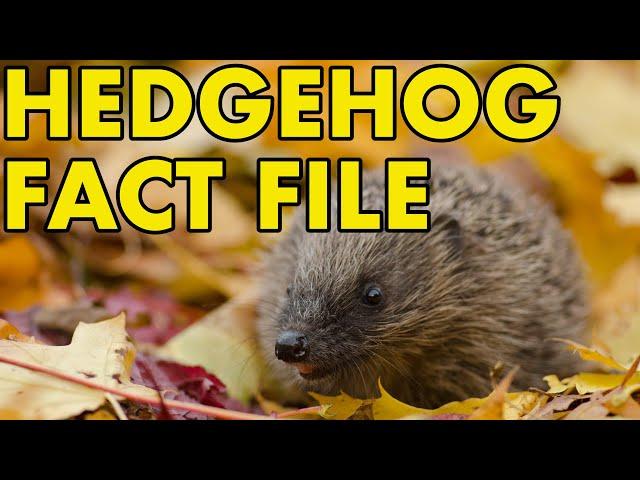 Hedgehog: Fact File (British Wildlife Facts)