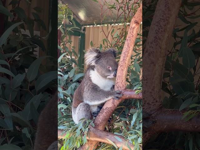 Sweet and gentle Koala bear️#koala #austrakear #shortsvideo