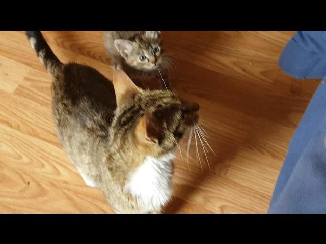Foster Kittens