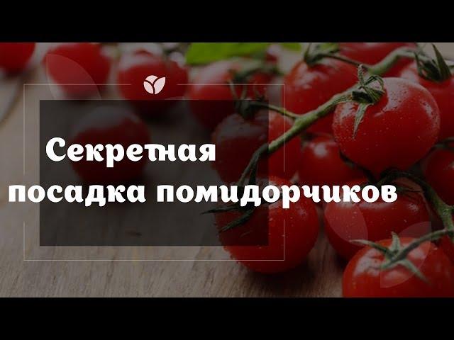 Как посадить помидоры | Секретная посадка | Agro-market.net