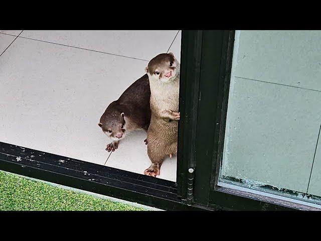 Otters moved into a house with a yard.