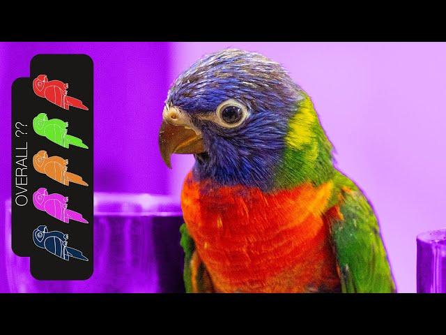 Rainbow Lorikeet, The Best Pet Parrot?