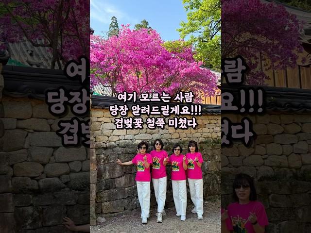 대박이야 선암사 겹벚꽃, 철쭉 같이 가고싶은 친구에게 보내주기 #순천시 #순천여행 #선암사 #겹벚꽃 #틱톡챌린지 #브이로그 #철쭉 #임영웅