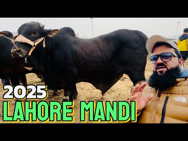 Cow Mandi 2025 first Wednesday update | mall Kahan Gaya | sahiwal cholistani bachre | Kato mall