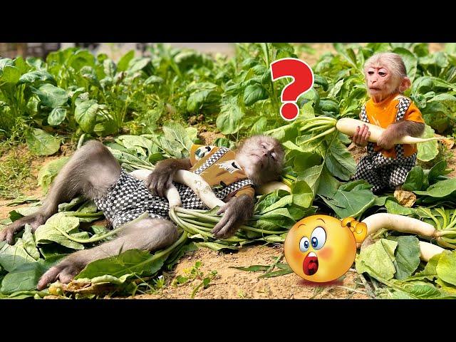 What happened to monkeys PiPi and TiTi when they harvested vegetables with Mom?