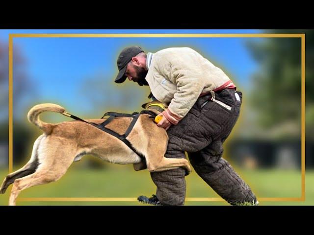 MALINOIS BITING!