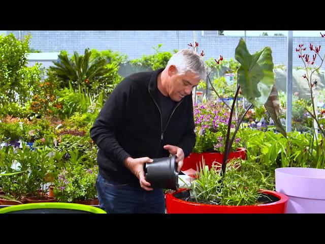 The Garden Gurus - Lightweight Fibreglass Planters