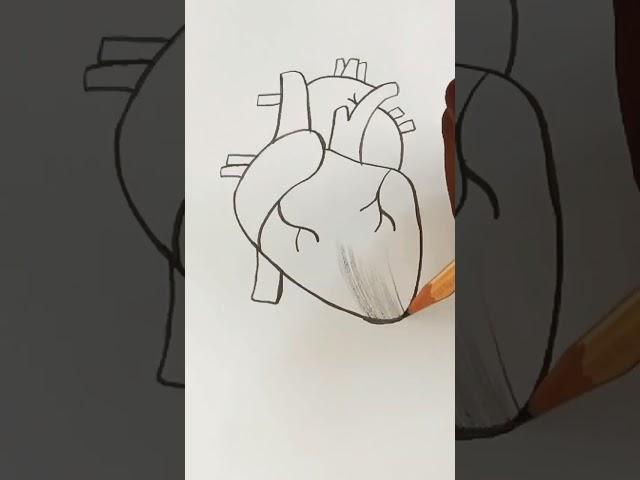 how to draw a human heart drawing!! easy drawing!!#shorts #pencildrawing