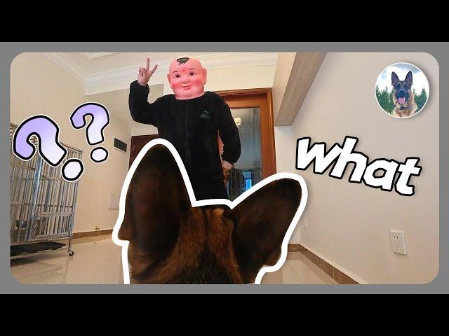 When the owner puts on a strange headgear, the dog's reaction is amazing! [GSD Caesar]