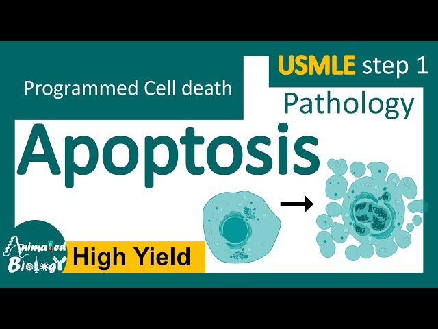 Apoptosis | Intrinsic and extrinsic pathway | USMLE step 1 | Pathology