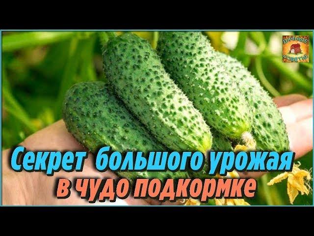 Секрет обильного урожая огурцов. Очень эффективная подкормка для огурцов, чтобы увеличить урожай