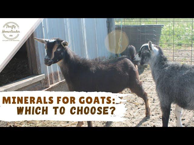 What mineral do my goats love?