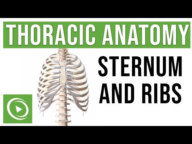 Thoracic Anatomy: Complete Guide to Skeleton, Sternum & Ribs | Lecturio Medical