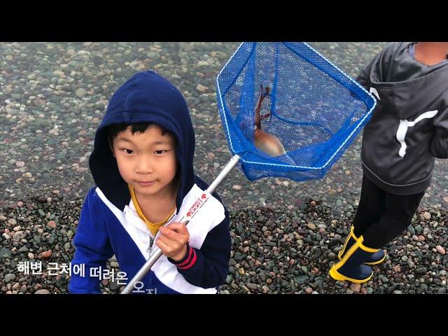 Catching Squid with hand in Newfoundland - Squid picking