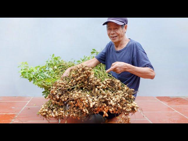 Brilliant Idea | How to Grow Peanuts at Home | Extremely Easy for Beginners