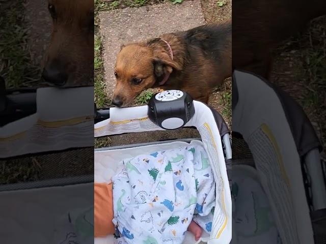 Dogs reaction to our baby boy! #baby #babyboy #cute #cutebaby #pets