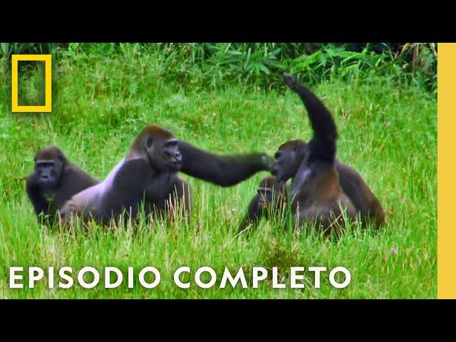 Reino de los Simios: La Gran Competencia | Noche De Pelea Animal | Nat Geo en Español