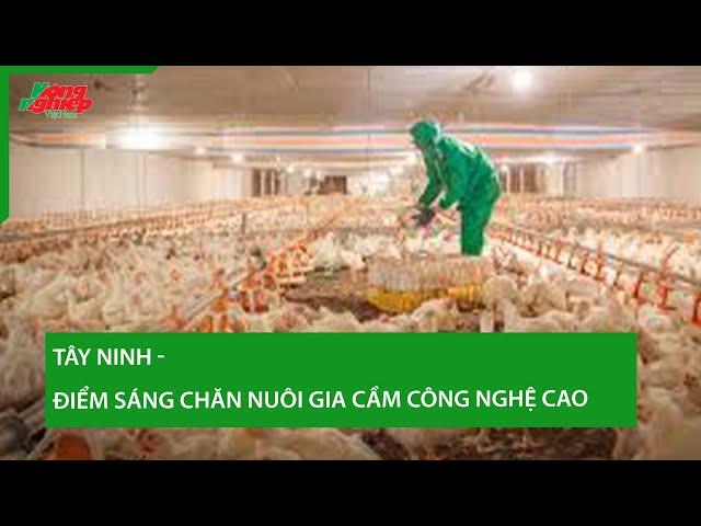 Tây Ninh - điểm sáng chăn nuôi gia cầm công nghệ cao