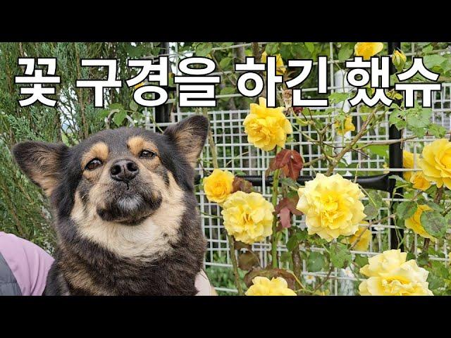 꽃 구경을 하긴 했는디..