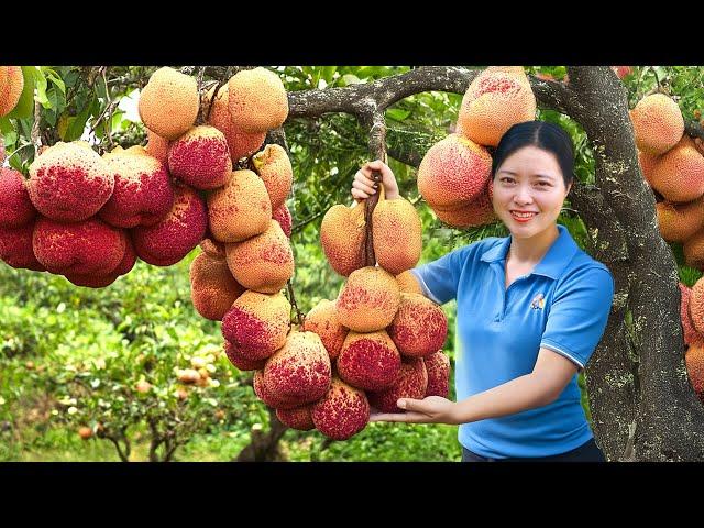 Harvesting Giant Red Thorny Fire Lua Fruit Go To The Market Sell | Harvesting Farm Produce