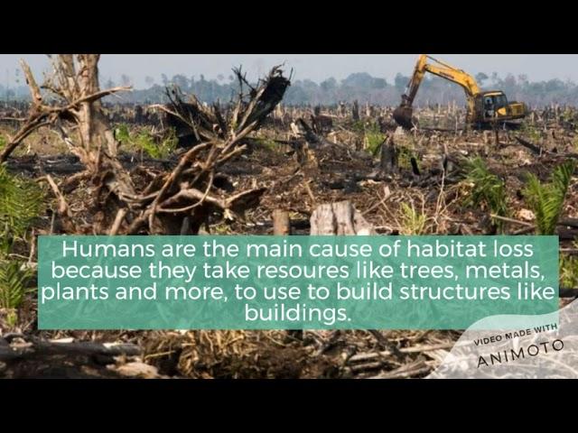 Habitat Loss || Kids Earth Administration