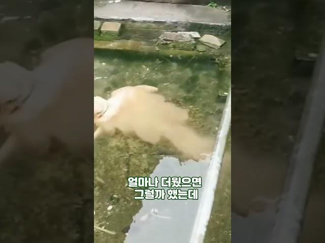 강물에 강아지가 녹고있어요  #강아지 #동물농장강아지 #동물
