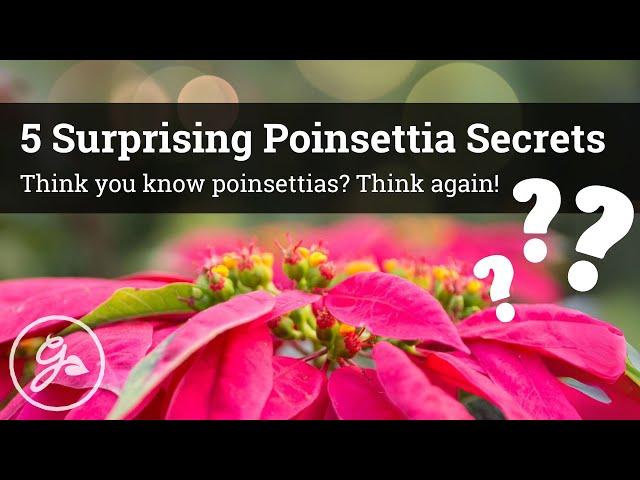 5 Surprising Poinsettia Secrets / Think you know poinsettias? Think again!