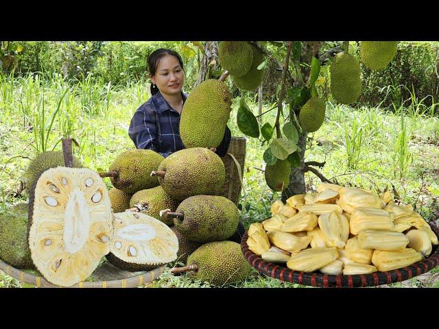 Harvest Jackfruit Orchards market to sell - Prepare dishes from jackfruit | Lý Phúc An