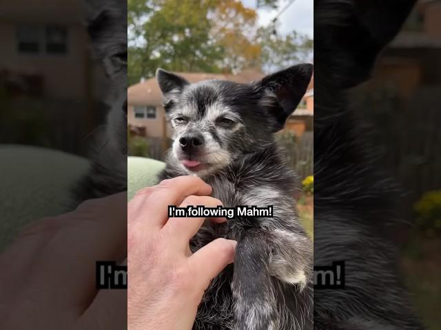 I’m Following Mom (Puppy Songs) with captions