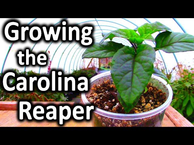 GROWING THE CAROLINA REAPER PEPPER PLANT: Indoor Growing With the  ViparSpectra LED Grow Light