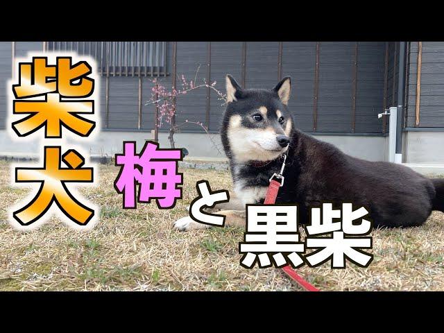 【柴犬】梅の花と黒柴は、良く似合うPlum blossoms and black shiba go well together