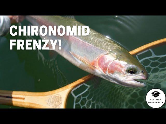 NON-STOP CHIRONOMID ACTION! (Bobber Down Footage)