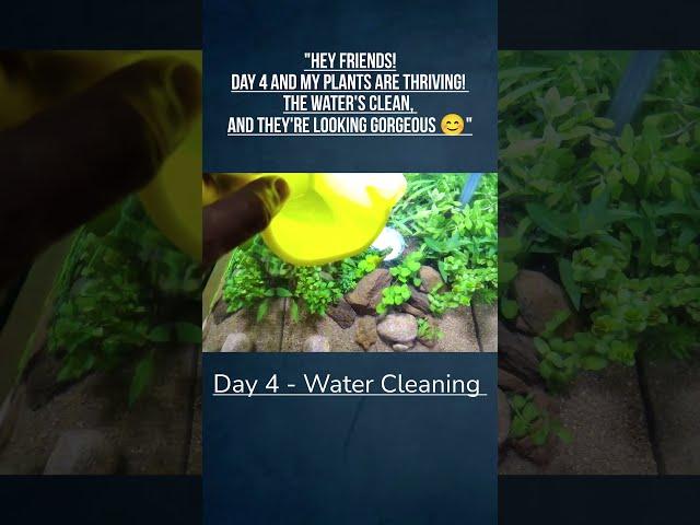 Day 4 Aquarium Update | Water Cleaning & Plant Growth Progress | Planted Tank India