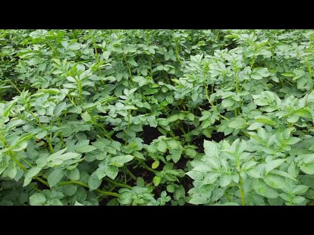 Как вырастить хороший здоровый картофель!