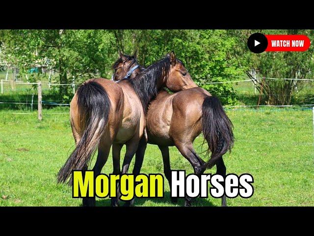 Marvelous Morgan Horses: Horse Breeding  #secretanimals @secret_animals