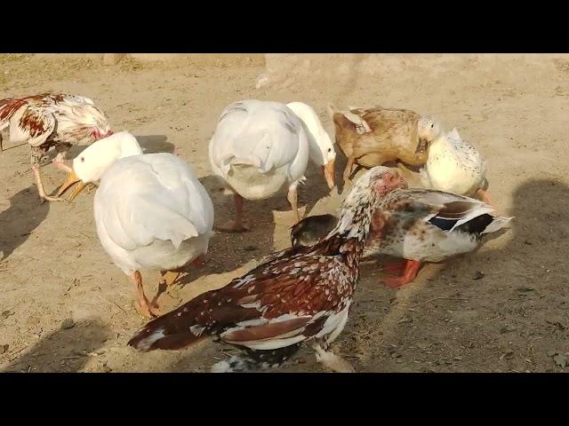 Duck Eating Food | Ducks Videos | Discover With Noman