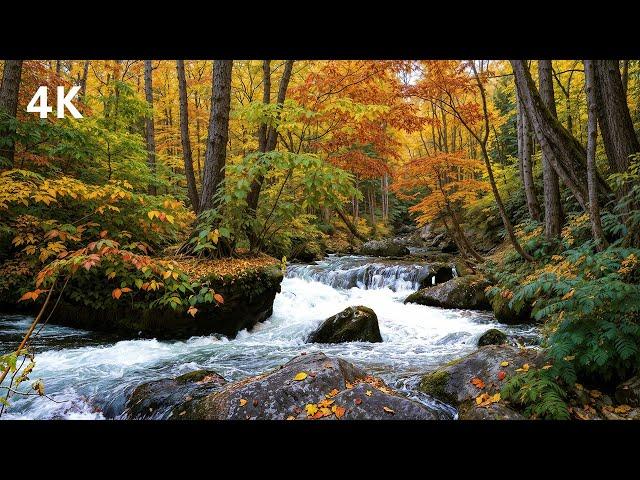 Forest Sounds, Birds chirping, River Sounds for sleeping and relaxation