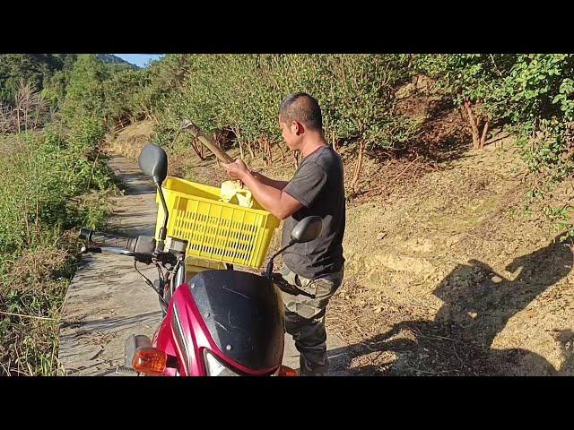 The yield of taro planted this year is really high  with two and a half bags of taro harvested. In