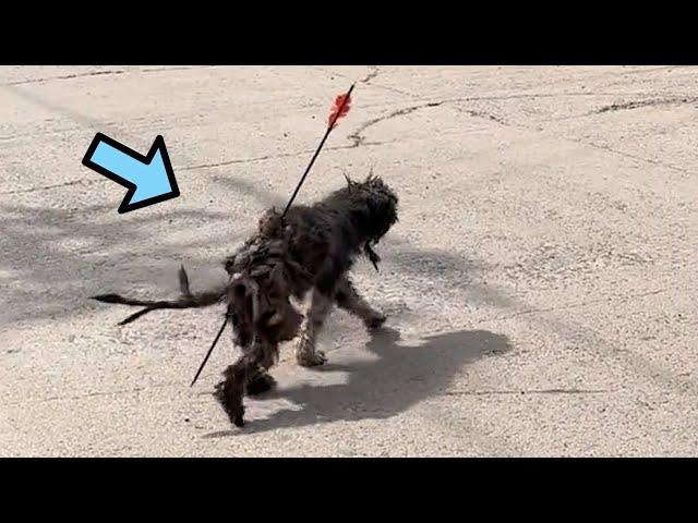 After the dog was abandoned by its owner, an arrow shot through the dog's body | stray dog rescue